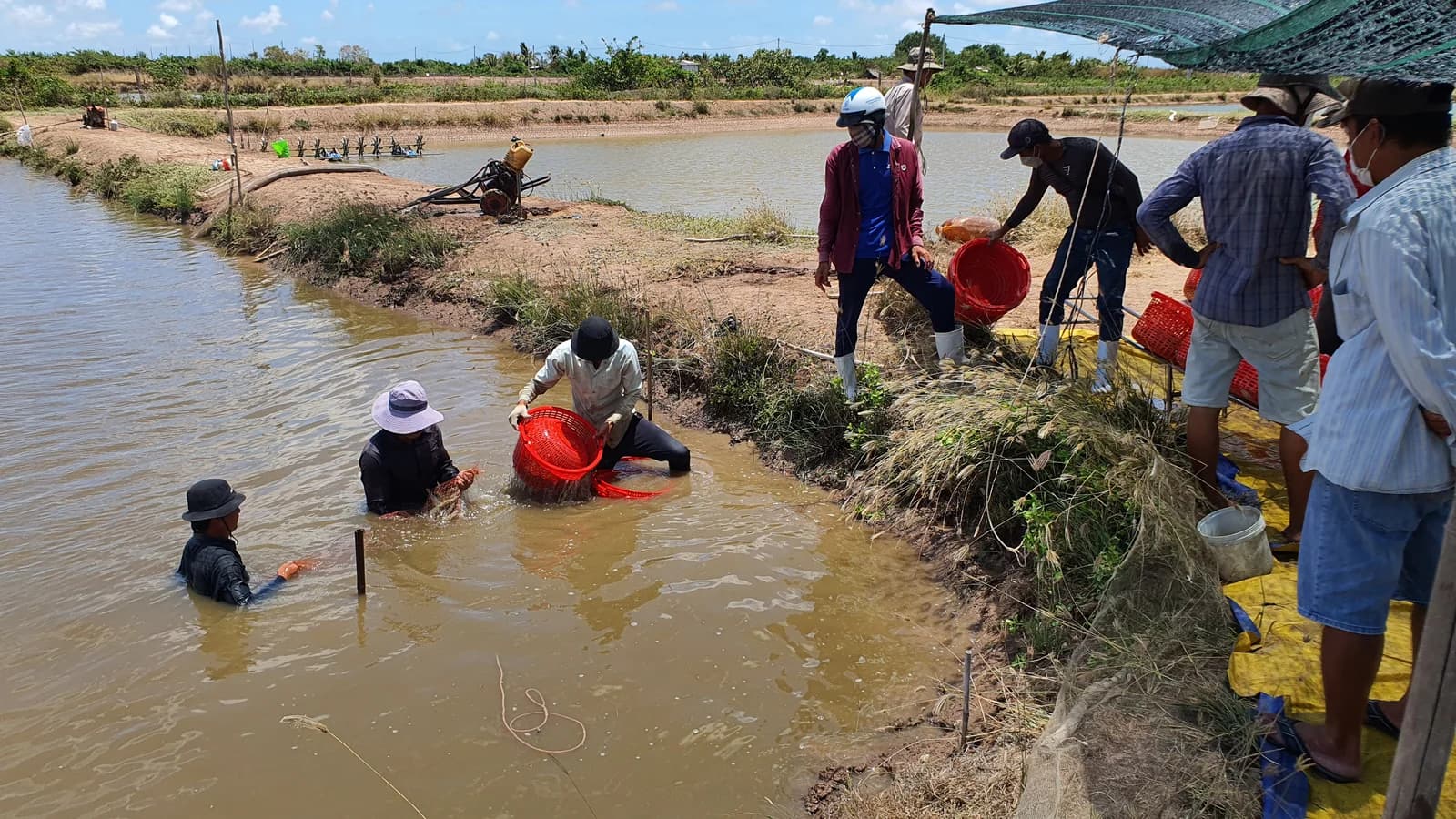 Photo: Farmer using RAPID at pond