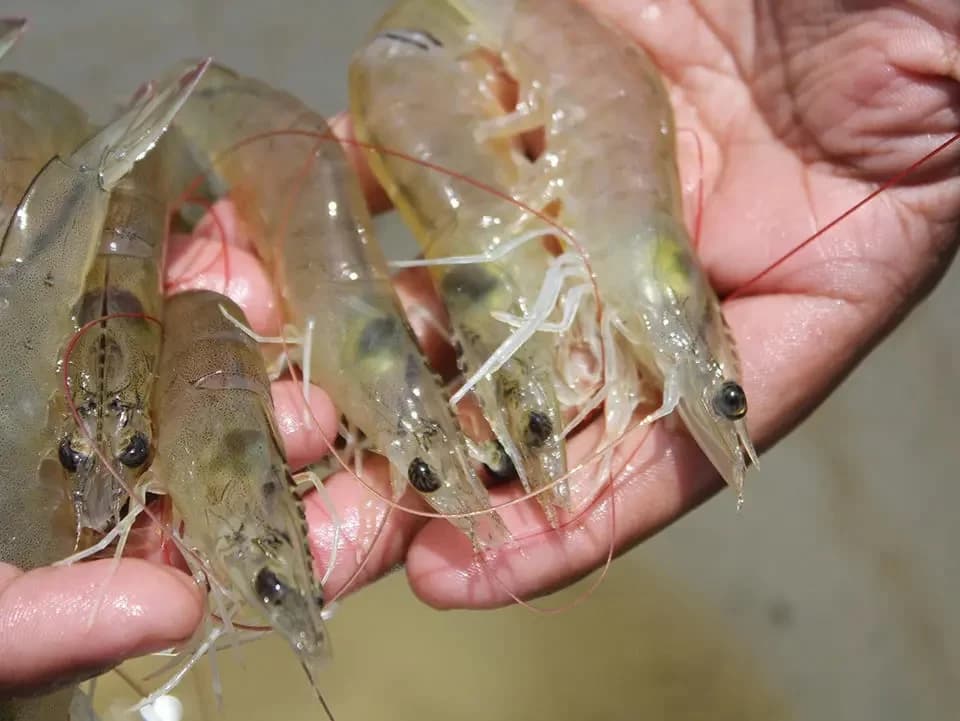 Photo: AHPND affected shrimp