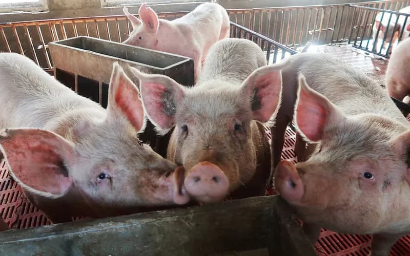 Photo: ASF affected pig