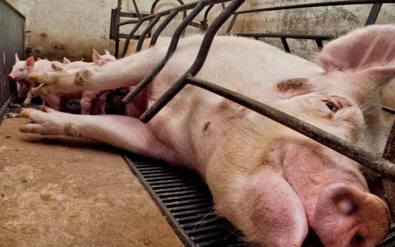 Photo: FMD symptoms in swine