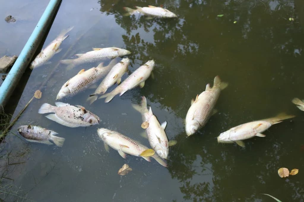 Photo: ISKNV affected tilapia
