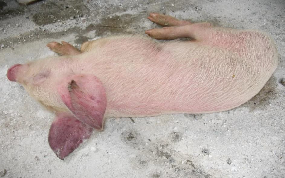 Photo: PRRS affected piglet