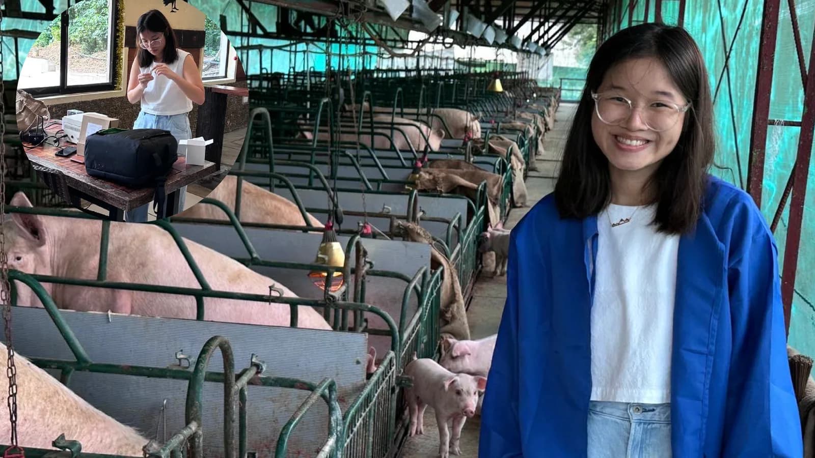 Photo: RAPID testing in swine farm