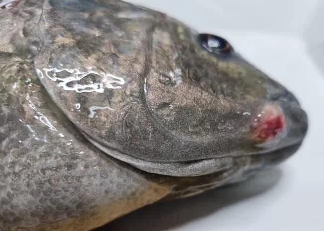 Photo: Streptococcus in tilapia