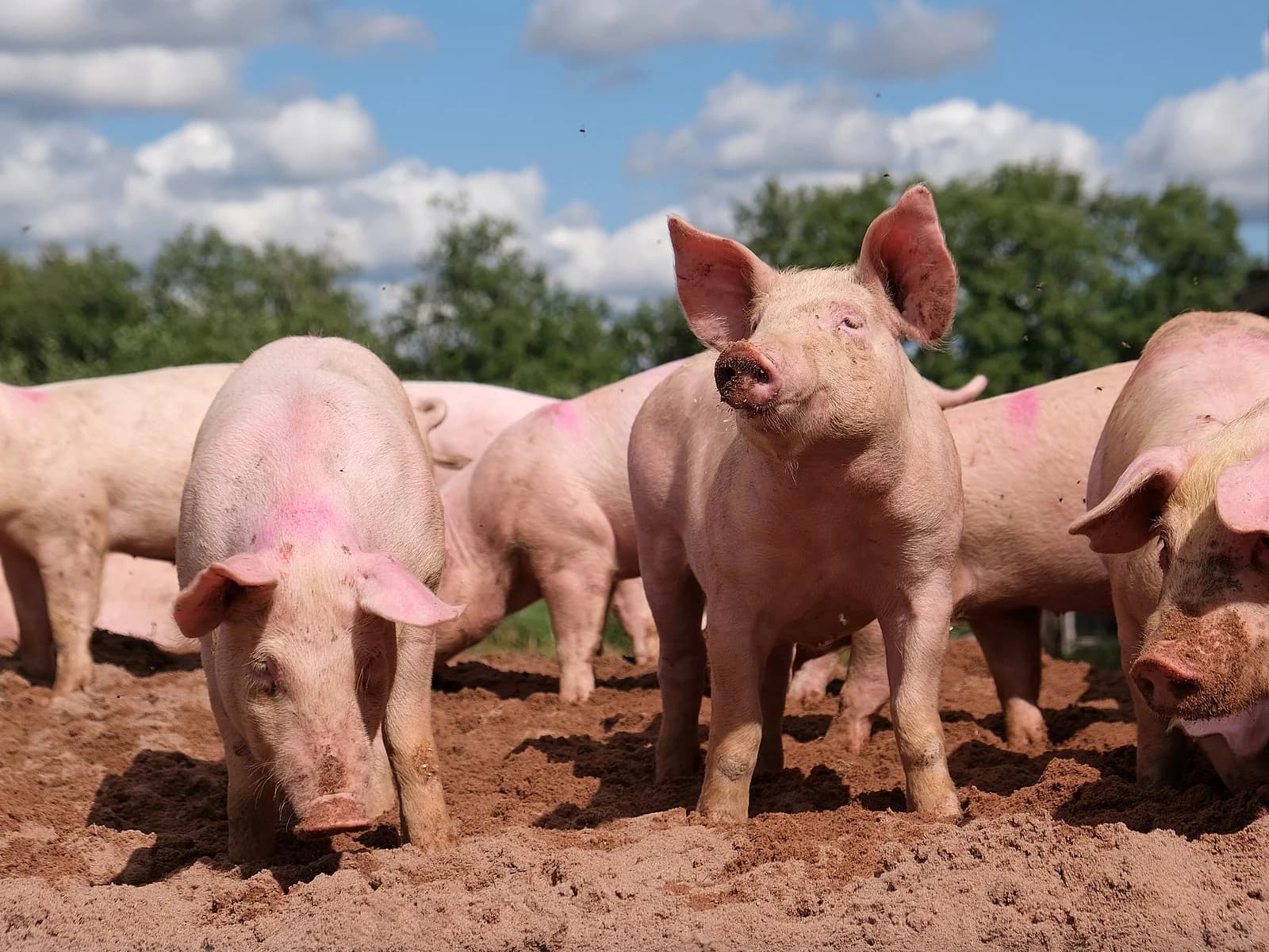 Photo: Swine farm in Southeast Asia