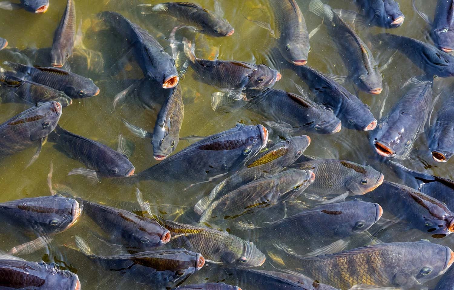 Photo: Tilapia farm / cage culture