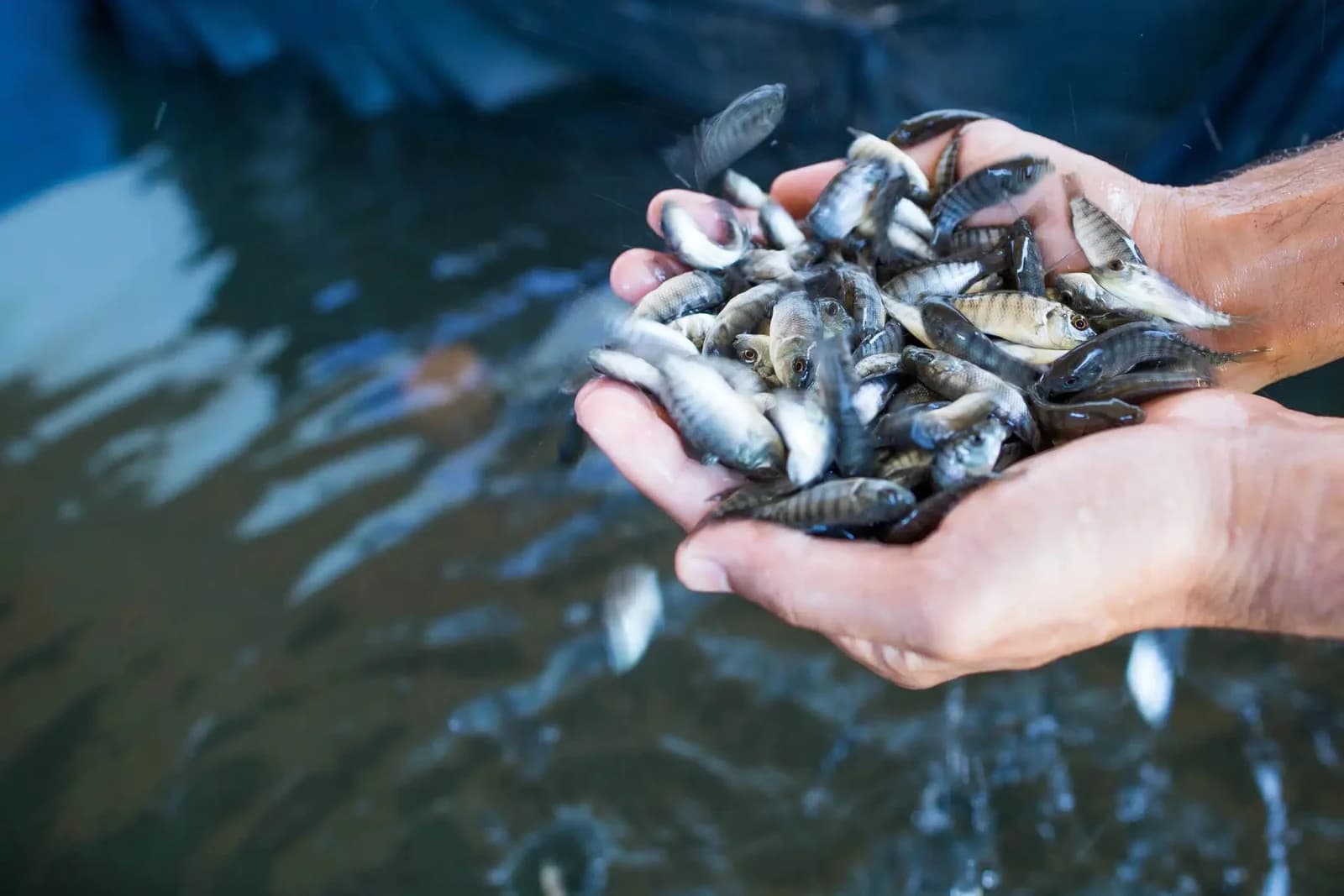 Photo: Tilapia fingerlings / hatchery