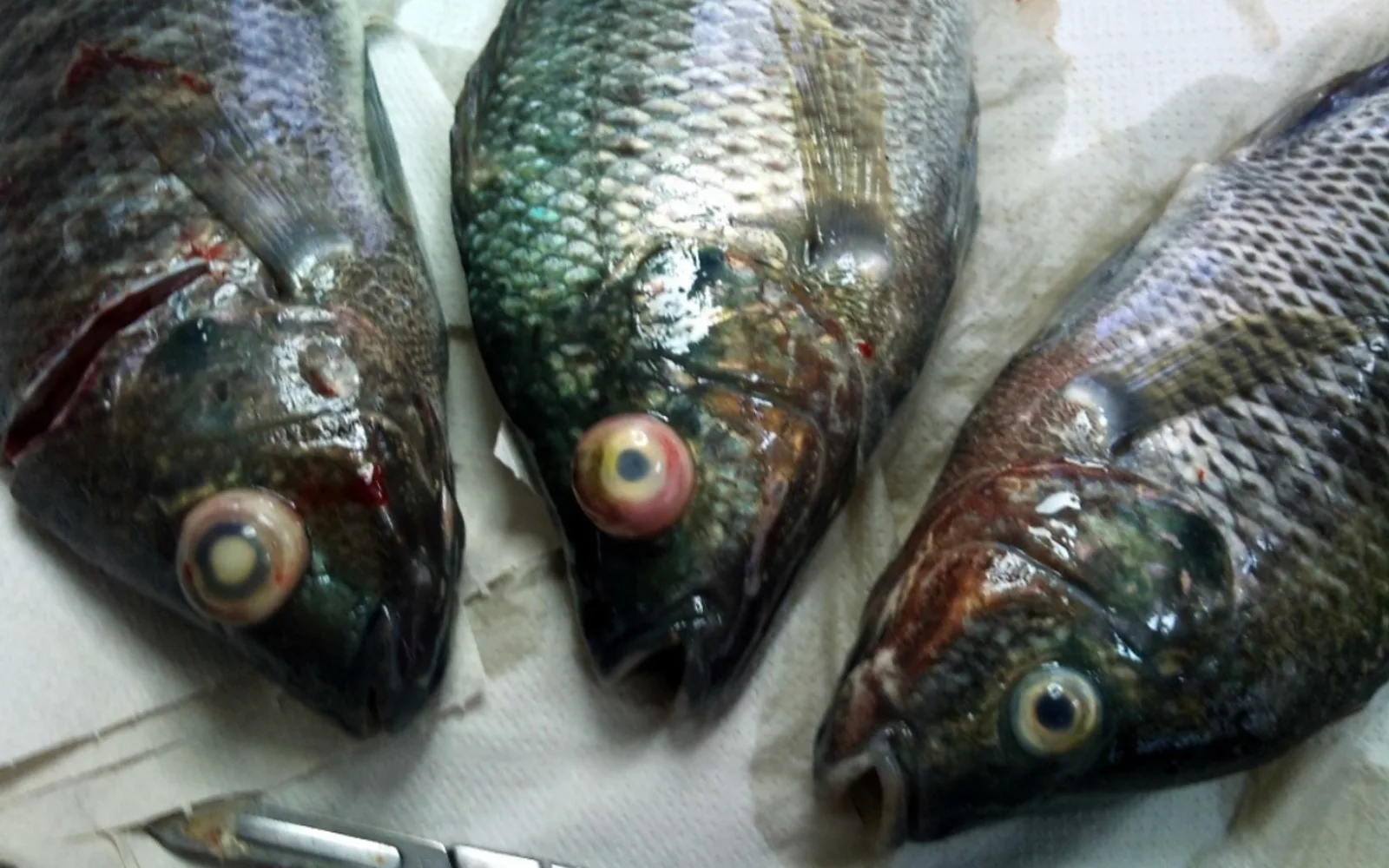 Photo: TiLV affected tilapia