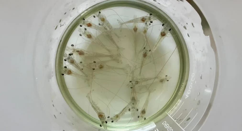 Photo: TPD affected post-larvae