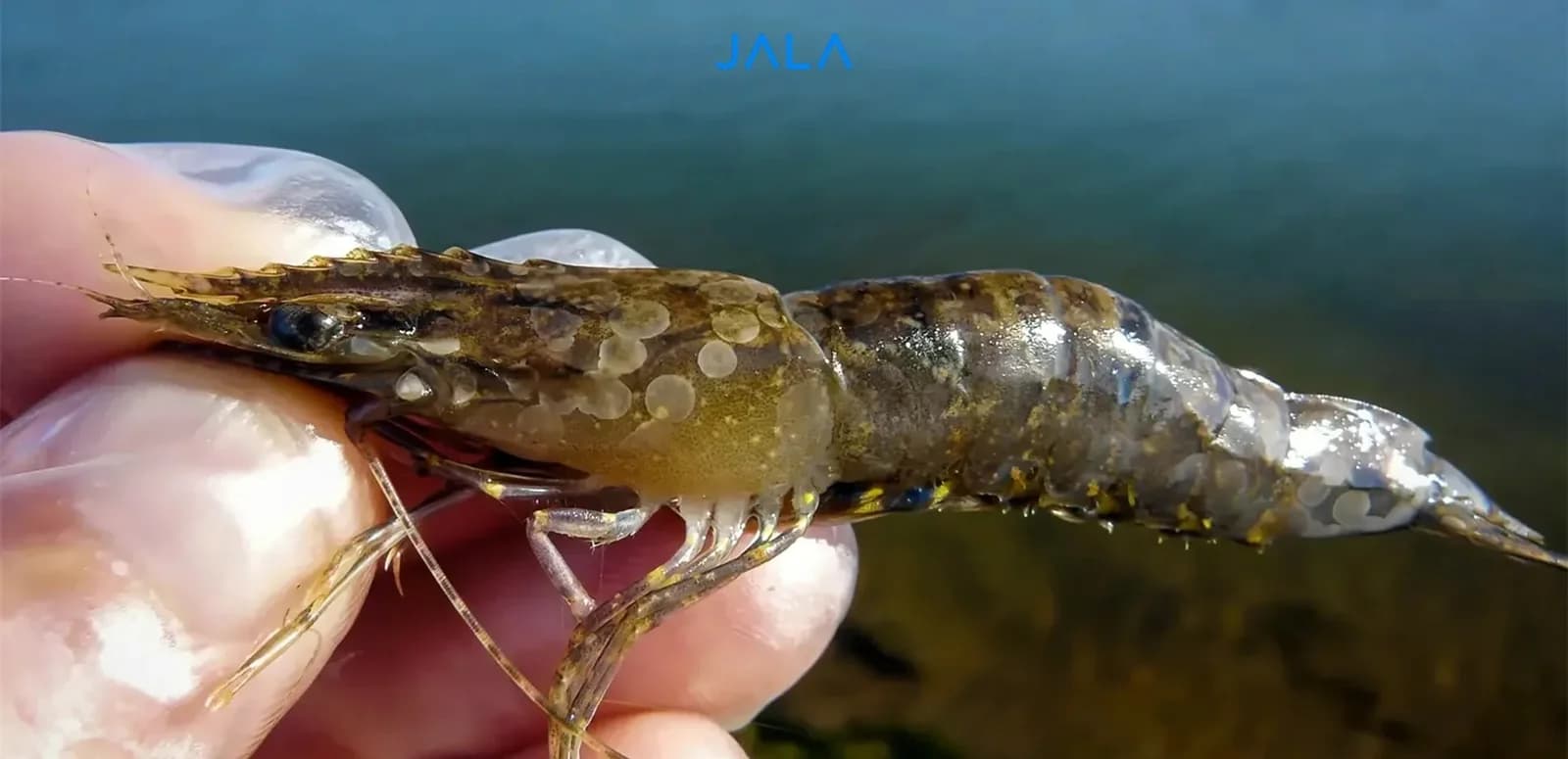 Photo: WSSV infected shrimp